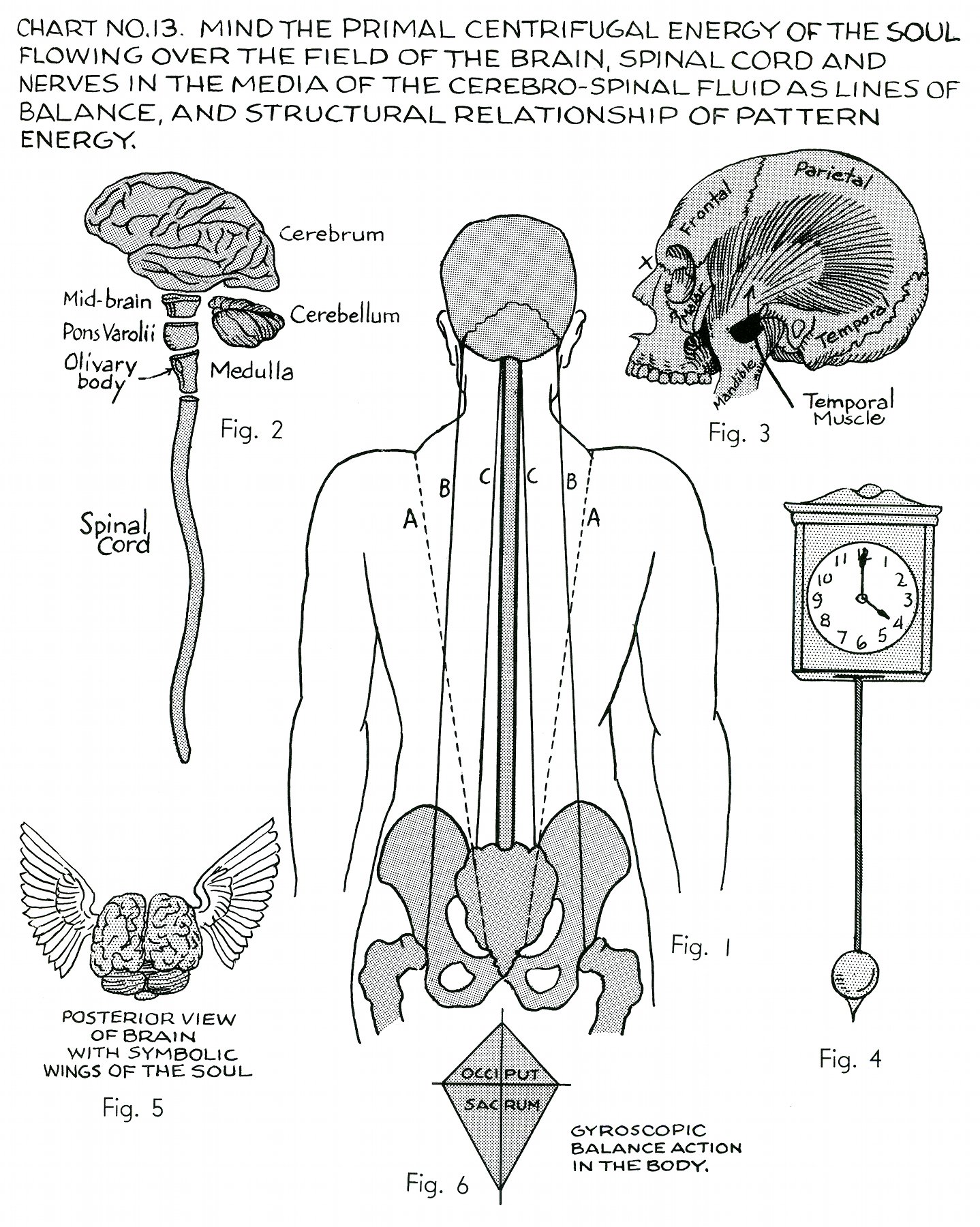 Therapy Anatomy Charts